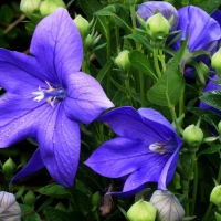 Bell Flowers