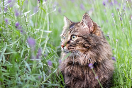 Summer Lavender - flowers, Summer, nature, lavender, beautiful, adorable, field, cat