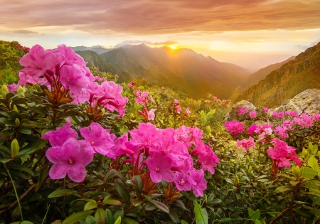 Morning in mountains - beautiful, sunrise, morning, mountain, flowers, wildflowers, rays, view, sun, sky