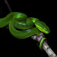 Beautiful green snake