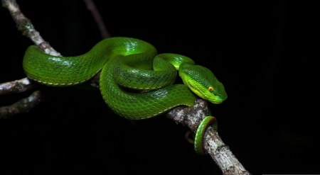 Beautiful green snake