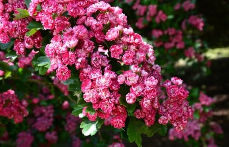 Hawthorn - flowers, hawthorn, branches, nature, plant