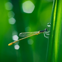 Morning dragonfly