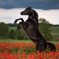 Stallion Rearing Up in Poppy Field