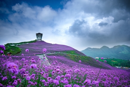 Purple Field of Flowers in China - Mountains, Trees, Hillside, Purple, China, Clouds, Blue, White Clouds, Purple Flowers, Fields