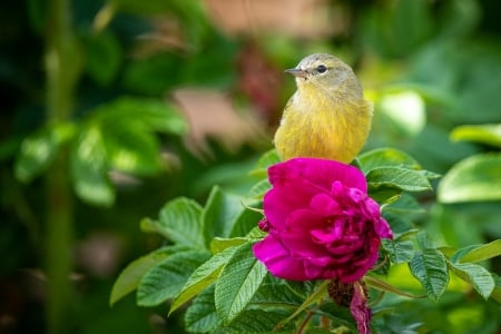 Little bird - Bird, Briar, Flower, Nature