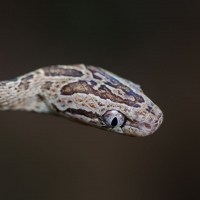 Snake head close-up