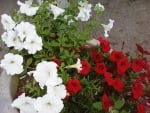 Red white flowers