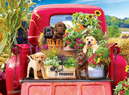 Stowaways - flowers, dogs, car, digital, artwork