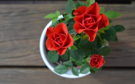 Roses - pot, roses, wooden, red