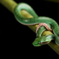 Baby green viper