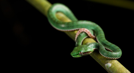 Baby green viper