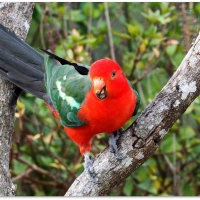 KING PARROT