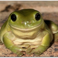 LOVELY FROG