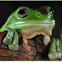 CUTE FROG