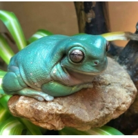 BEAUTIFUL FROG