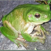 CUTE FROG