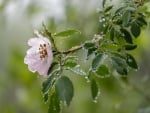 Wild Rose with Dewdrops