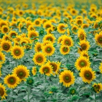 Field of Sunflowers