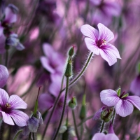 Purple Field