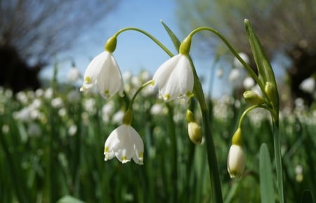 Snowdrops - flowers, trees, nature, buds, snowdrops, sky