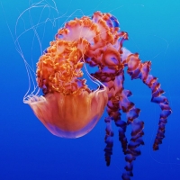 Jellyfish