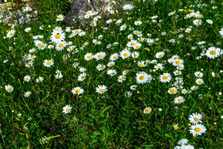 Margarete(Muntii Rodnei) - aer, cer, ger, ser