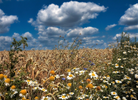 flowers in wheat field - wheat field, flowers, summer, sky