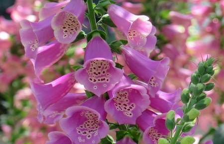 Foxglove - sunlight, foxglove, nature, buds, macro, close up