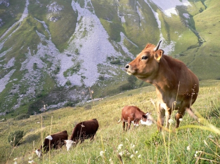 Grazin in the Grass - Mountains, Horns, Snow, Hillside, Shrubs, Wildflowers, Ravine, Steer