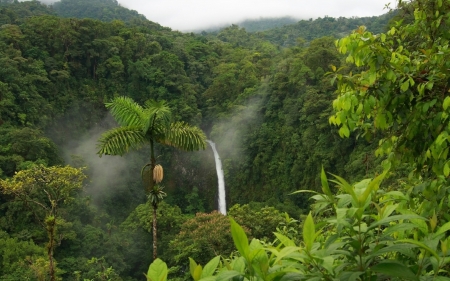 Jungle Waterfall - trees, nature, waterfall, jungle, plants, beauty, forest, banana tree