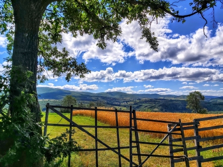 harvest time - fence, sky, tree, wheat