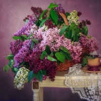 Lilacs and Lace