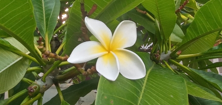 Plumeria/Frangipani