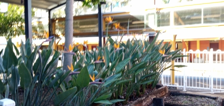 Bird of Paradise - beautiful, bird of paradise, flowers, nature