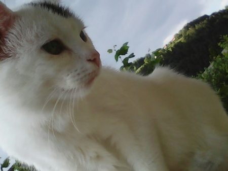 My cat - outdoor, cats, cute, animals