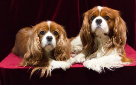 Cavalier King Charles Spaniels - dogs, Spaniels, animals, two