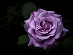 Purple Rose for My Friend â™¥