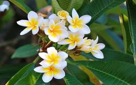 Plumeria - web, flowers, nature, tropical, plumeria, buds