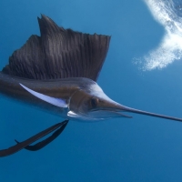 Sailfish