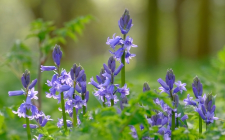 Blue Flowers - flowers, nature, blue, green