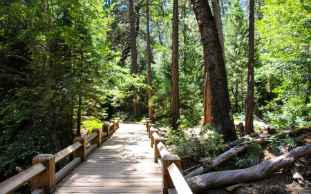 Wooden Bridge in Forest - wooden, America, National Park, Yosemite, forest, bridge