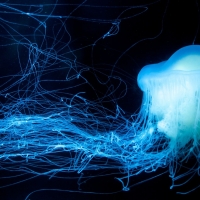 Glowing jellyfish