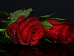 Red Roses