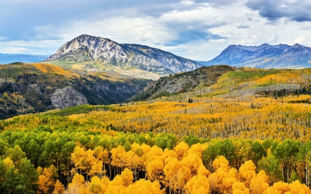 Aspens Trees Forest In Kebler Pass, Colorado