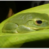 FROG ON A LEAF