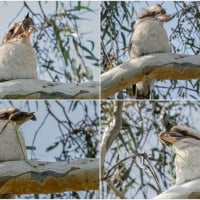 BIRD COLLAGE