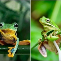 FROG COLLAGE