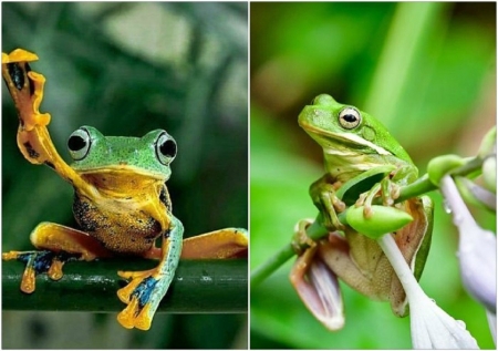 FROG COLLAGE