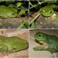 FROG COLLAGE